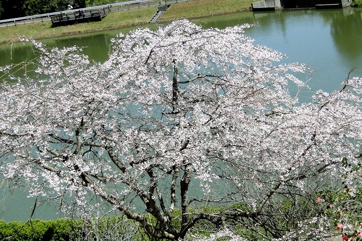 c0248473_19391610.jpg