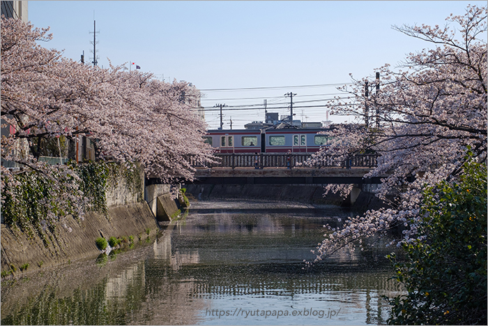 地元の桜_a0280374_16502621.jpg