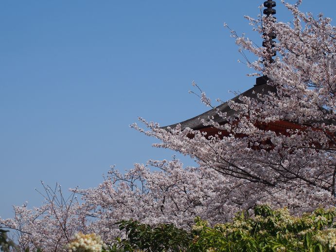 宮島の桜_c0201878_17354493.jpg