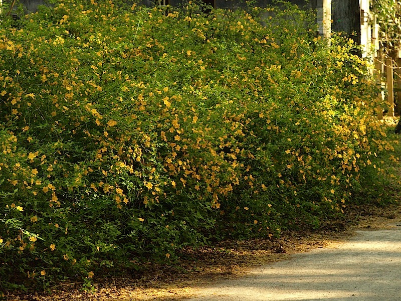 井の頭公園の桜は、満開のピークは過ぎた感じですが、週末も花見は大丈夫そうです^ ^_e0122680_21511628.jpg