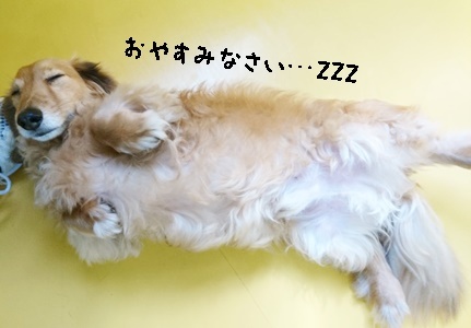 今日のドッグランの様子♫_f0357682_12170258.jpg