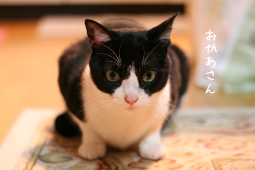 a0216583_22321531.png