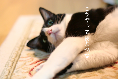 a0216583_22322548.png