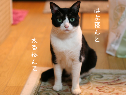 a0216583_22535223.png