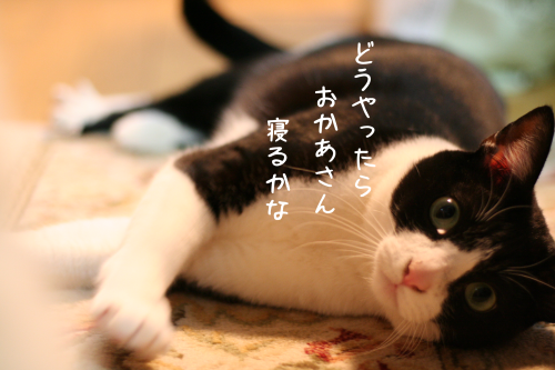 a0216583_23095732.png