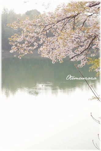 さくらの花形の桜の木_a0287486_1332214.jpg