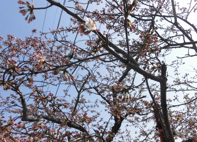 桜_b0231886_14232918.jpg