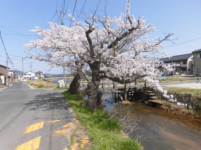 桜_b0231886_14234531.jpg