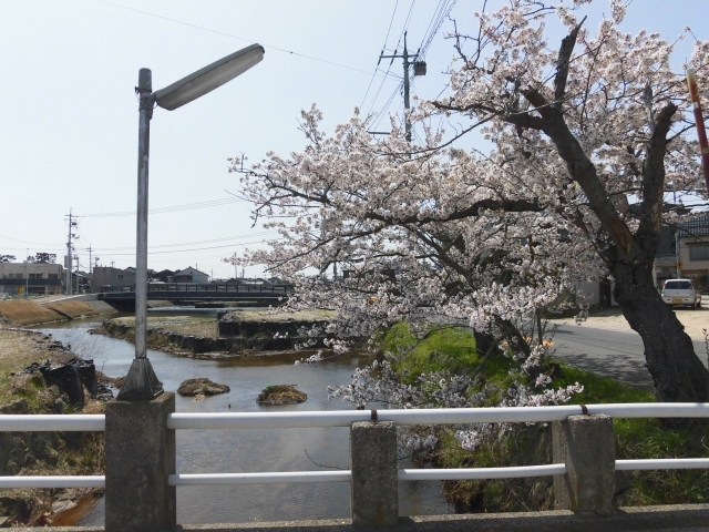 桜_b0231886_14352229.jpg