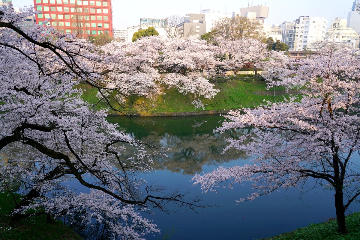 満開の桜点描_e0108787_06430660.jpg