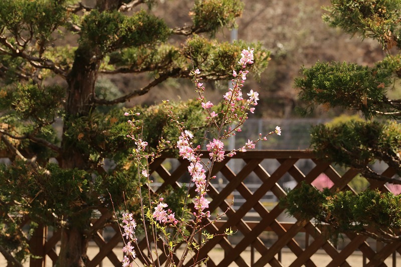 2018.03.31　鉢植えの桜もほぼ満開_f0140087_17470219.jpg