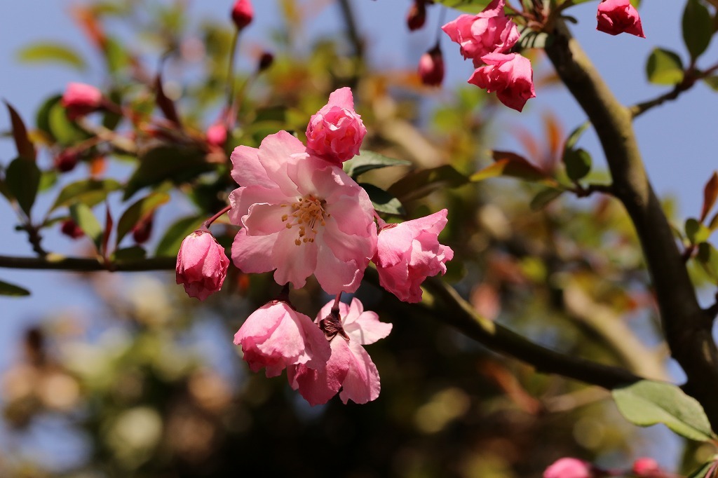 2018.04.01　ほころび始めた海棠桜_f0140087_21413708.jpg