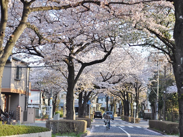 亀有の桜❀ 満開＆桜吹雪でとっても綺麗ですっ_b0214688_18532893.jpg