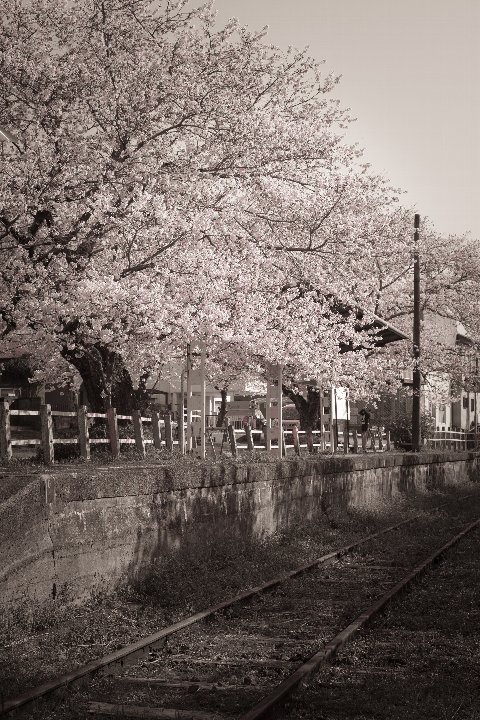 また春が巡ってきた廃駅_d0353489_20393086.jpg