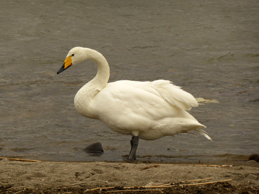 一羽の白鳥_d0366590_06433176.jpg