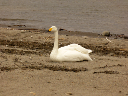 一羽の白鳥_d0366590_06433202.jpg