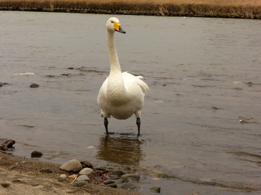 一羽の白鳥_d0366590_06493877.jpg