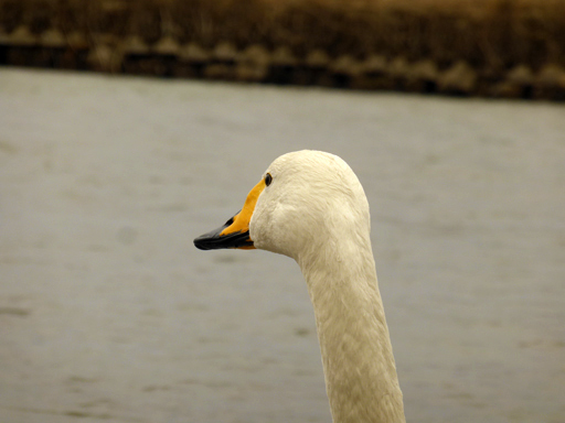 一羽の白鳥_d0366590_06560425.jpg