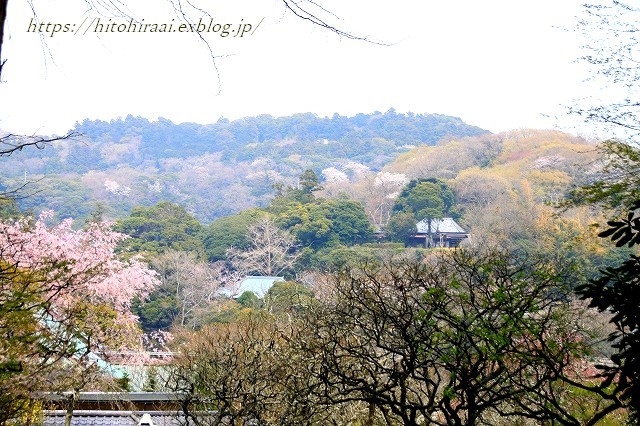 鎌倉の桜　東慶寺_f0374092_00041154.jpg