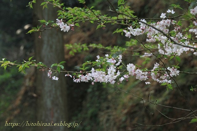 鎌倉の桜　東慶寺_f0374092_00050307.jpg