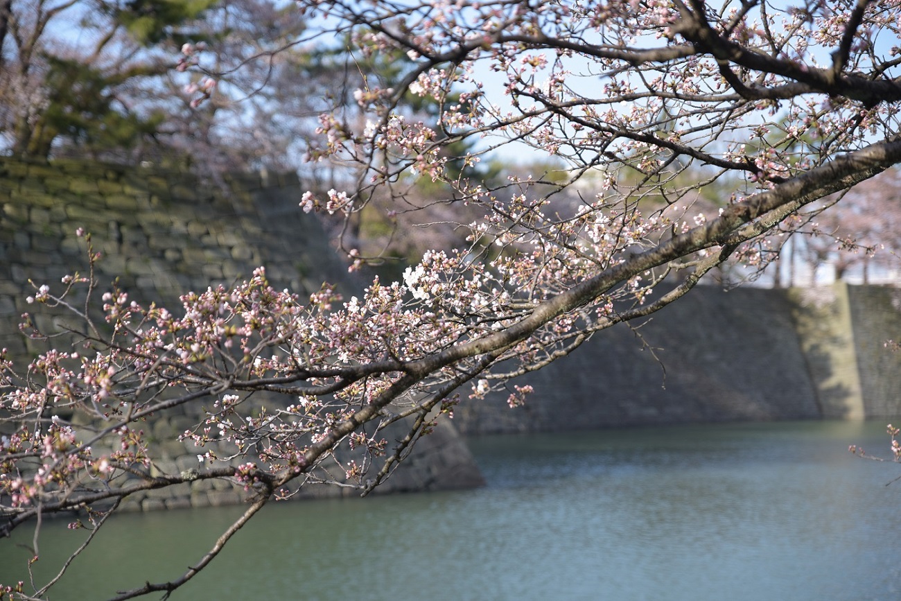 お堀の桜_d0234293_18382595.jpg