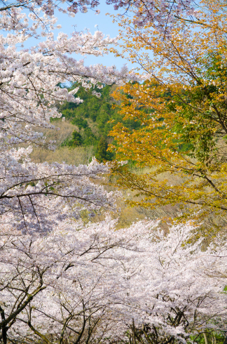 桜の色_d0268697_09553166.jpg