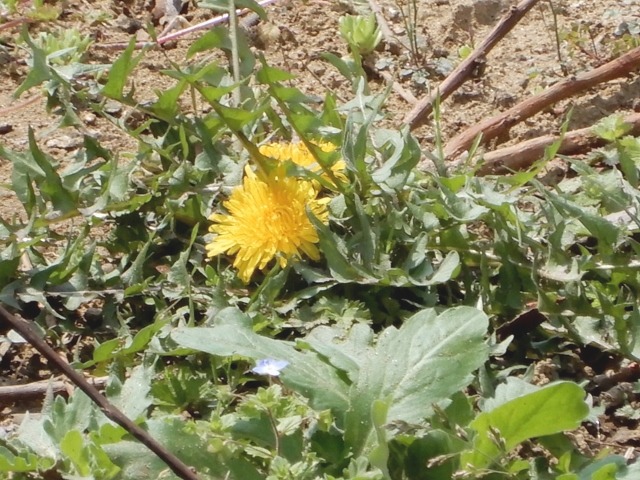 e0025300_20141544.jpg