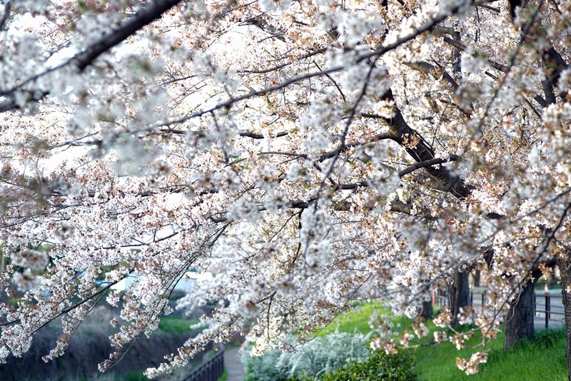 c0187503_18594851.jpg