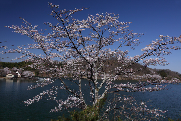 湖畔の朝 _a0357206_20002412.jpg