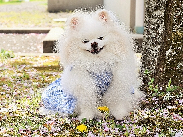 ステロイドの効果_d0360206_13334593.jpg