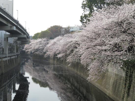 江戸川公園神田川桜並木でお花見 子猫の迷い道