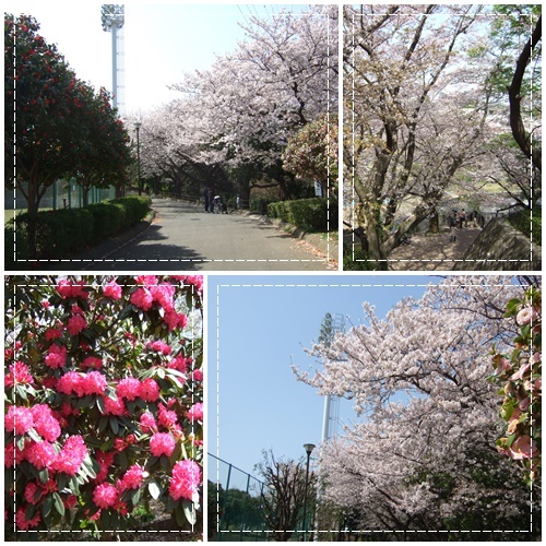 3月31日（土）　岸根公園_d0048312_21521896.jpg