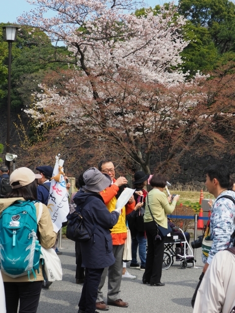 ＊ 皇居内の桜見物_b0204819_10442136.jpg