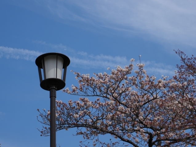 ＊ 皇居内の桜見物_b0204819_10493352.jpg