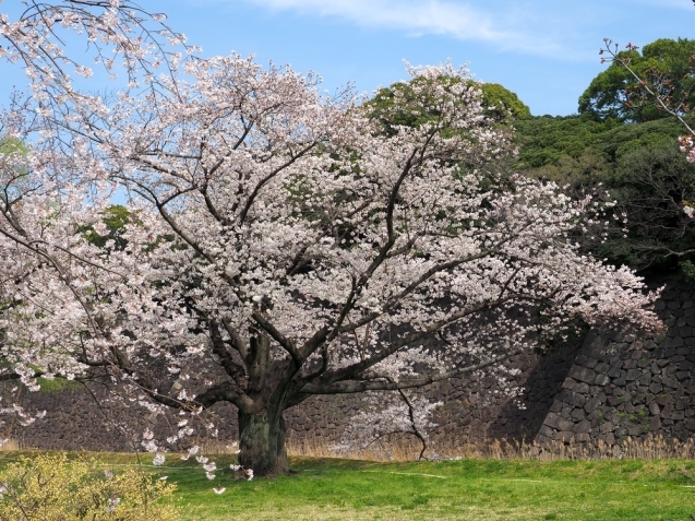 ＊ 皇居内の桜見物_b0204819_11002910.jpg