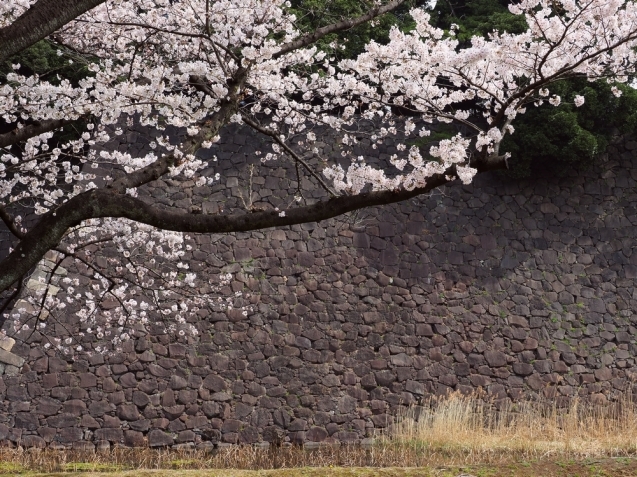 ＊ 皇居内の桜見物_b0204819_11244332.jpg