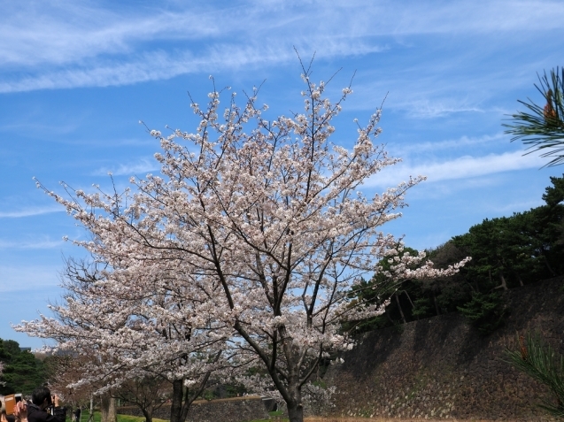 ＊ 皇居内の桜見物_b0204819_11344383.jpg