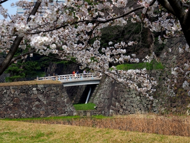 ＊ 皇居内の桜見物_b0204819_11405747.jpg