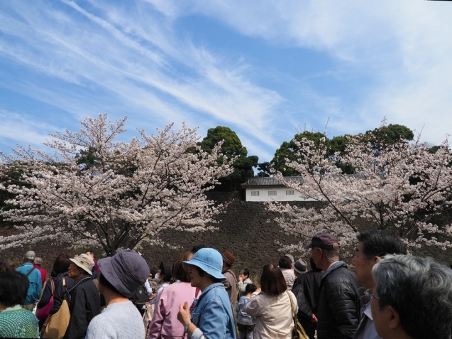 ＊ 皇居内の桜見物_b0204819_11521918.jpg