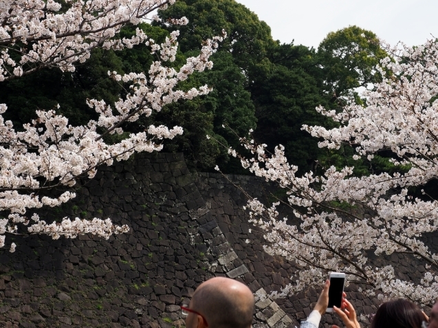 ＊ 皇居内の桜見物_b0204819_12101060.jpg