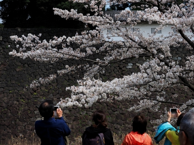 ＊ 皇居内の桜見物_b0204819_13225007.jpg