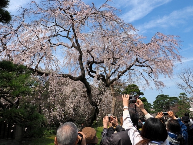 ＊ 皇居内の桜見物_b0204819_13270715.jpg