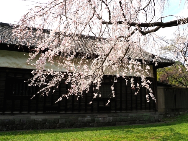 ＊ 皇居内の桜見物_b0204819_13330867.jpg