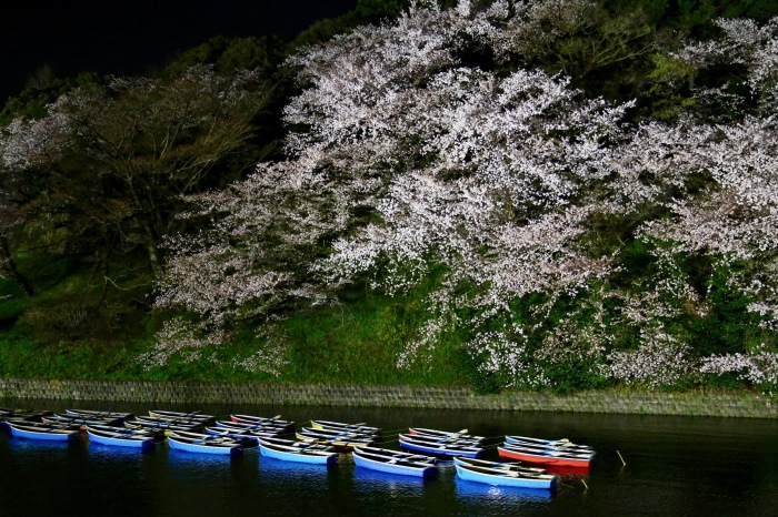 皇居 千鳥ヶ淵散歩　2018.3.30　Sanpo 102_e0237623_00522002.jpg