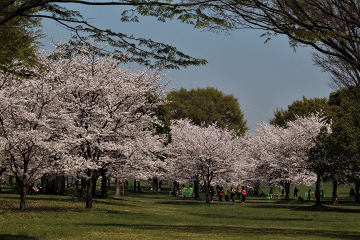 駆け足の桜見物_f0354923_00584188.jpg