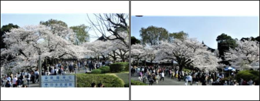 駆け足の桜見物_f0354923_19172467.jpg