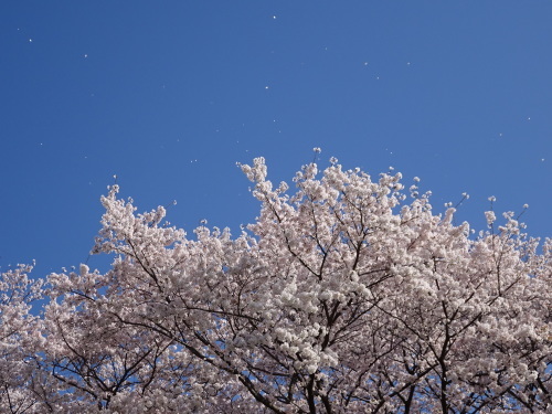 ２０１８背割り桜_b0069630_09160642.jpg