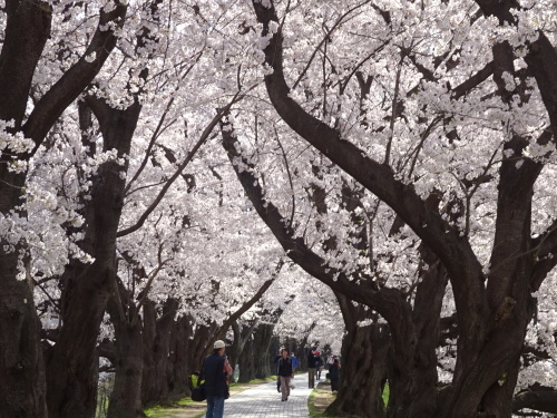 ２０１８背割り桜_b0069630_09162229.jpg