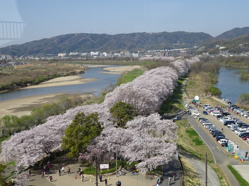 ２０１８背割り桜_b0069630_09165601.jpg