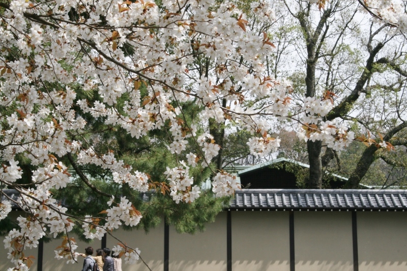 京都御苑の枝垂れ桜　3/27_c0107231_20403129.jpg